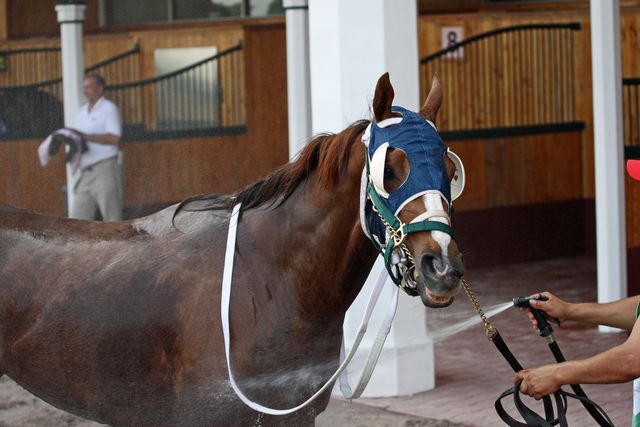Horse fly masks 2