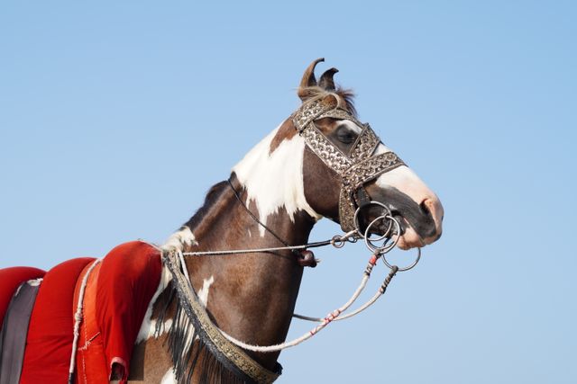 Horse Bridles Guide: Parts, Materials and Construction 1 Horse bridles fitted to a horse, showing the browband, cheekpieces, noseband and reins