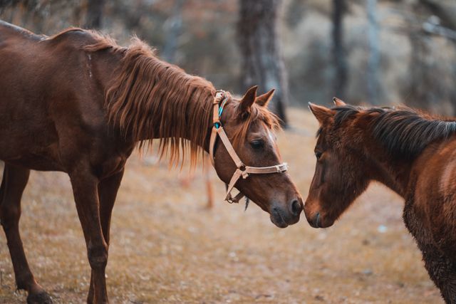 horse ear bonnets 2