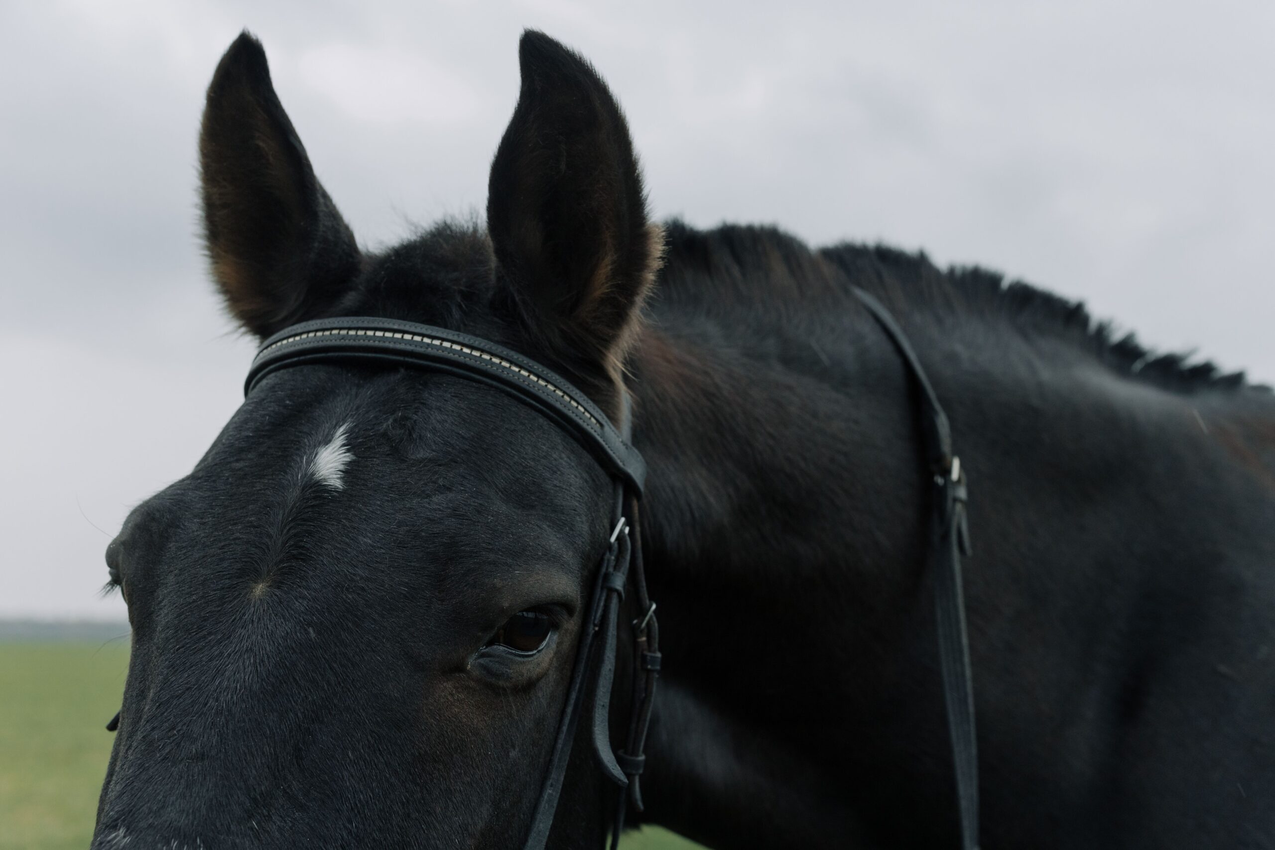 Custom horse ear bonnet with coordinated trim and branding options