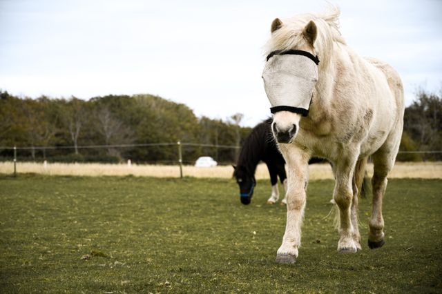 A horse fly mask illustrating the material and construction details equestrian buyers should assess during sampling.