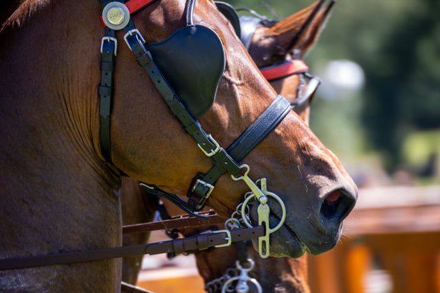 Horse Bits Guide: Common Types, Materials and Design Features 4 D-ring snaffle illustrating common horse bits and jointed mouthpiece design