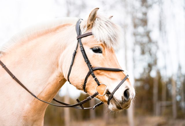 Horse Bits Guide: Common Types, Materials and Design Features 3 D-ring snaffle illustrating common horse bits and jointed mouthpiece design